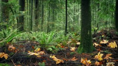 Geçmiş orman Fall ile hareket yere bırakır