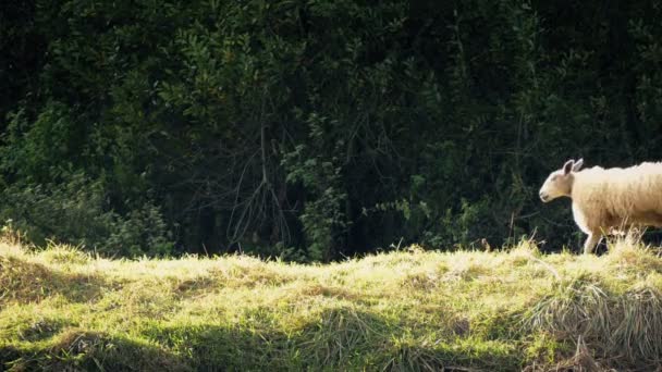 Schapen lopen verleden In de avond zon — Stockvideo