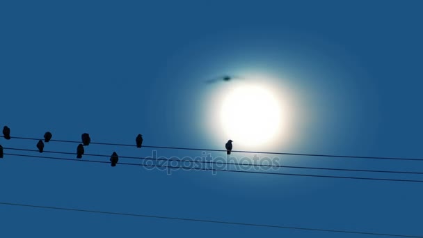 Birds Land On Wires — Stock Video