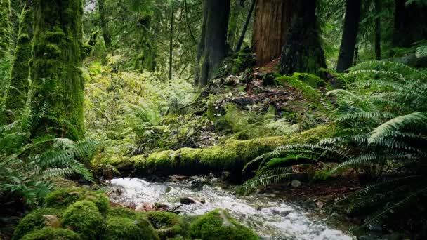 Rivière au fond des bois 