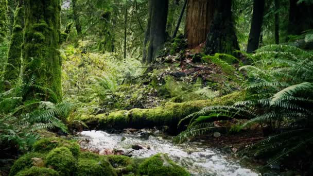 Río Profundo en el bosque — Vídeo de stock