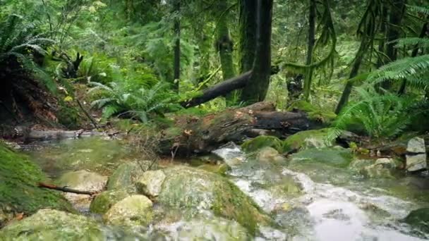 Traverser la rivière en descendant une pente dans la forêt — Video