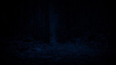 Orman yolundan devam 