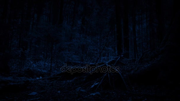 Ruchomych przeszłości korzenie dużych drzew w nocy — Wideo stockowe