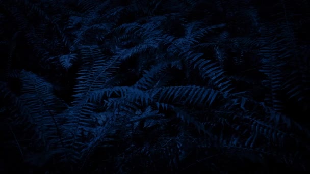 Moving Past Ferns In The Dark — Stock Video