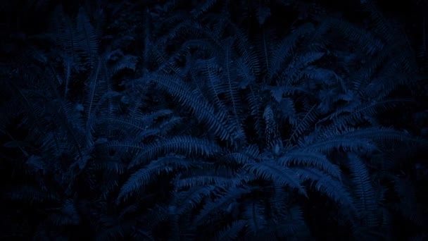 Κινείται αργά πάνω από το δάσος φτέρες στο σκοτάδι — Αρχείο Βίντεο
