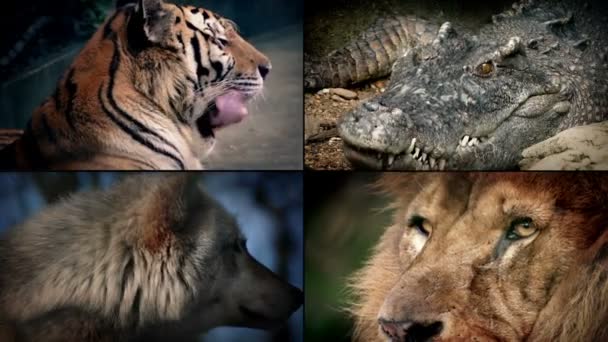 Nebezpečná zvířata Montage - Lion, krokodýl, Tiger, vlk