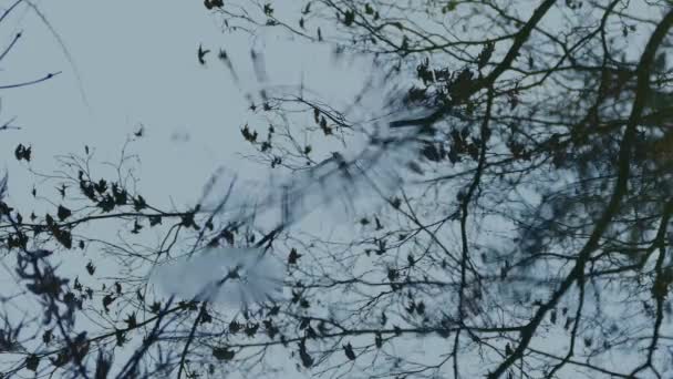 Réflexion d'arbre dans la piscine — Video