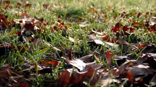 Moving Past Grass With Dew — Stock Video
