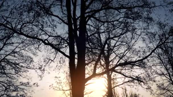 Árvores no nascer do sol dramático — Vídeo de Stock