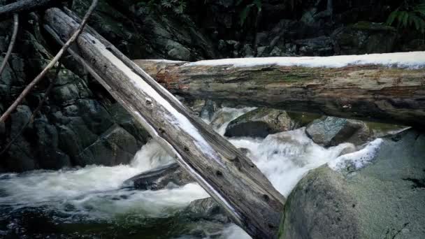 Bäume über Fluss gestürzt — Stockvideo