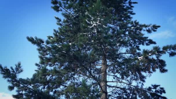 Drzewo sosny z śniegu na gałęzi — Wideo stockowe