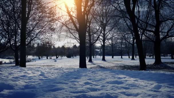 Park i vinter med solen glöder — Stockvideo