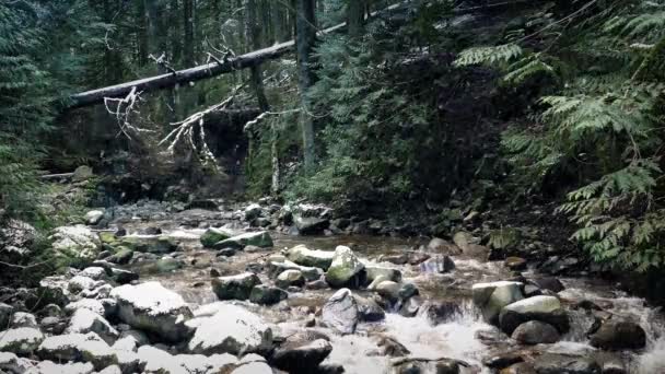 Fluss im Winterwald mit Schnee — Stockvideo