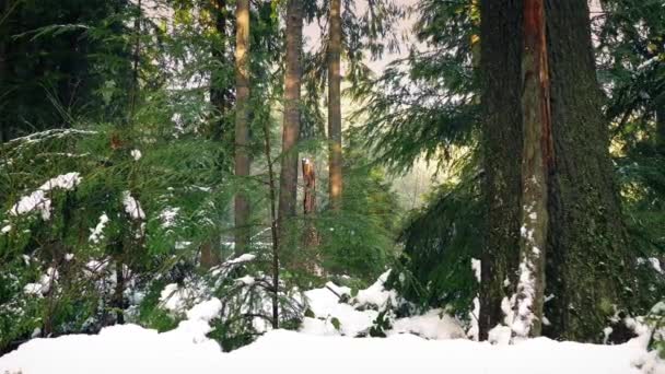 Pasando el bosque cubierto de nieve por la noche — Vídeo de stock