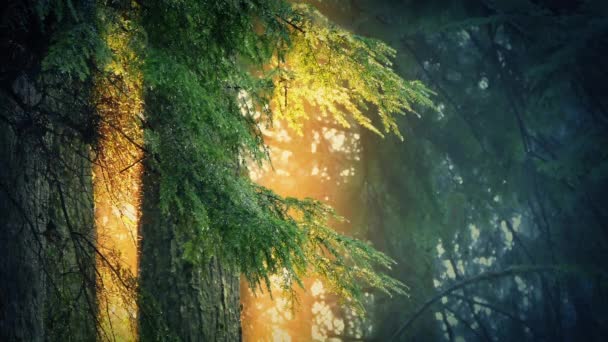 Drzewa kapanie w złoty światło słoneczne — Wideo stockowe