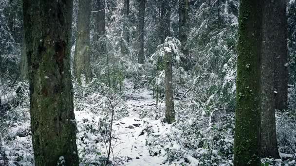 Nieve cayendo en el camino a través del bosque de invierno — Vídeos de Stock