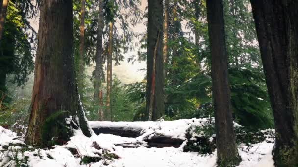 Mover a través de bastante bosque de invierno en nieve — Vídeos de Stock