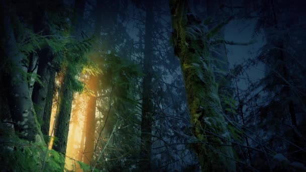 Foresta magica con luce dorata che brilla tra gli alberi — Video Stock