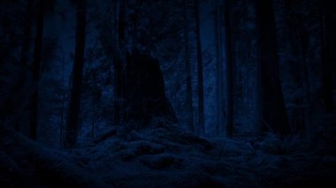 Ormanda geceleri hareketli