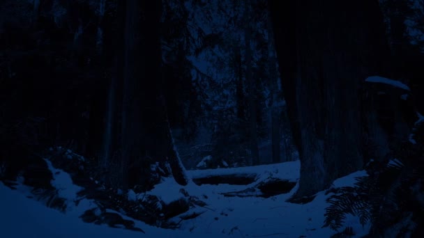 Переміщення через засніжений ліс вночі — стокове відео