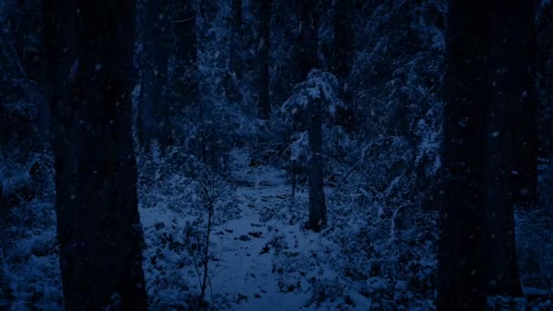 Nieve cayendo en el camino del bosque por la noche — Vídeos de Stock