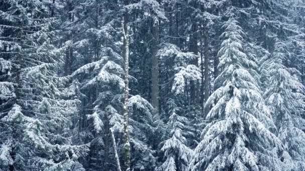 Bosque de invierno en nevadas pesadas — Vídeo de stock