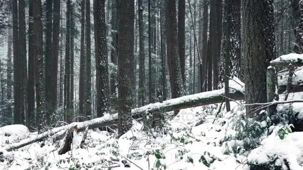 Pasando pendiente del bosque enterrado en la nieve — Vídeos de Stock