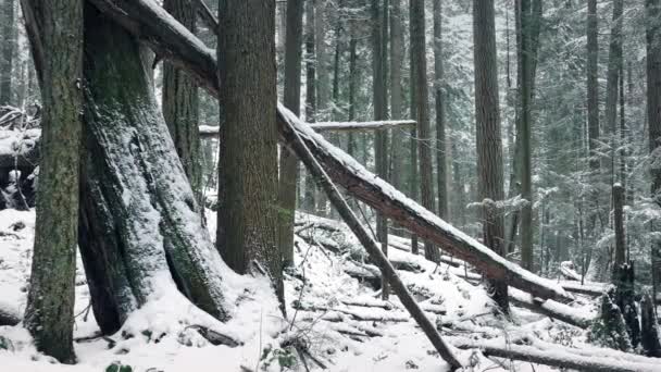 Pasando troncos caídos en el bosque de invierno nevado — Vídeo de stock