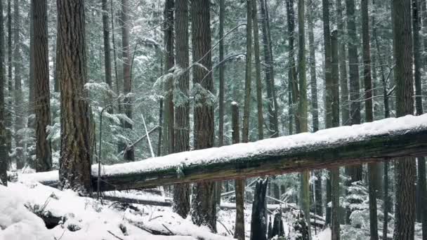 Pohybující se kolem padlého stromu na sněhu — Stock video