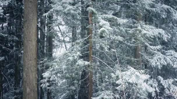 Skogsträd i snöstorm — Stockvideo