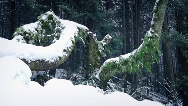 Pohyblivé minulosti lesní stromy zapadlá ve sněhu — Stock video