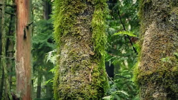 숲에서 이끼 낀 나무 줄기를 전달 — 비디오