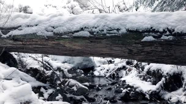Vorbei an schneebedecktem Baumstamm über Bach — Stockvideo