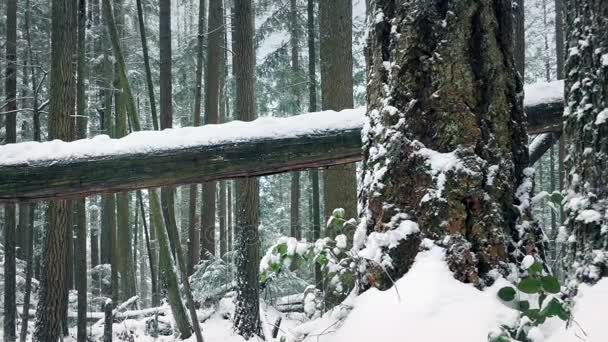 Passerende bomen begraven In de sneeuw — Stockvideo