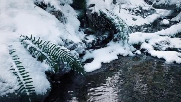 Corriente en el bosque nevado en movimiento Shot — Vídeos de Stock