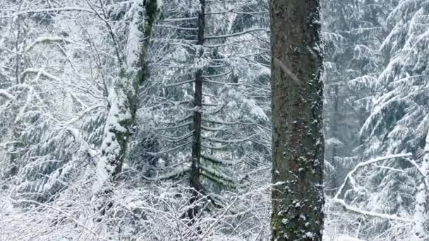 Pasando el bosque de invierno con nieve cayendo — Vídeo de stock