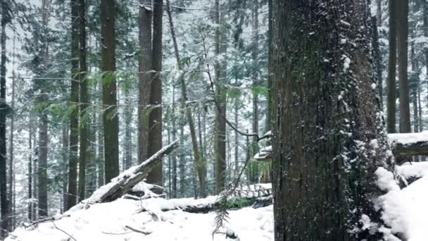 Pasando bastante árbol del bosque en la nieve — Vídeos de Stock