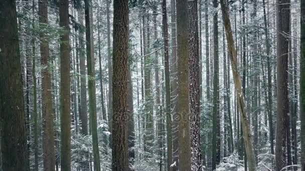 Bei Schneefall an hohen Waldbäumen vorbei — Stockvideo
