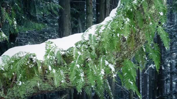 Felci sul tronco d'albero in nevicata — Video Stock