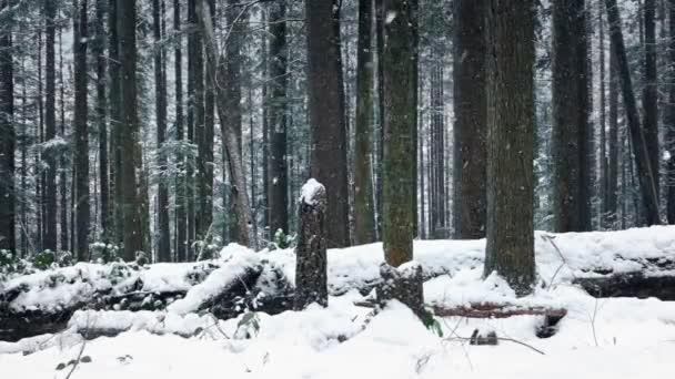 移动过去的林地在雪中 — 图库视频影像