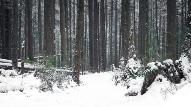 Pasando el camino a través de los bosques en la nieve — Vídeos de Stock