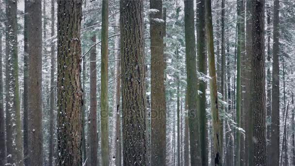 森林冬季雪下降 — — 环 — 图库视频影像