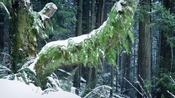 Arbre avec fougères poussant hors de lui dans les chutes de neige — Video