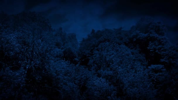 Деревья качаются в ветреную ночь — стоковое видео