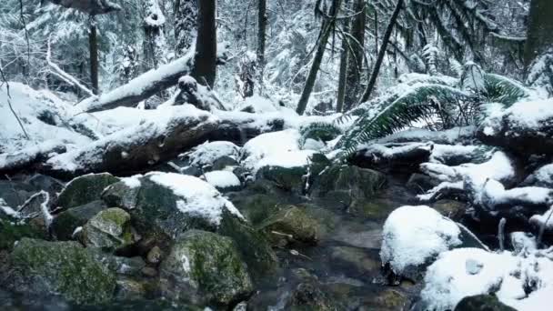 Bewegende verleden rivier In Snowy Forest — Stockvideo