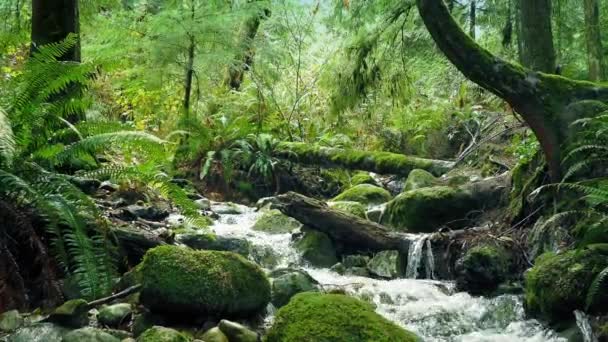 Bewegende verleden rivier In het bos — Stockvideo