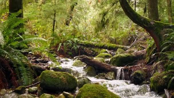 Перемещение берега реки в летнем лесу — стоковое видео