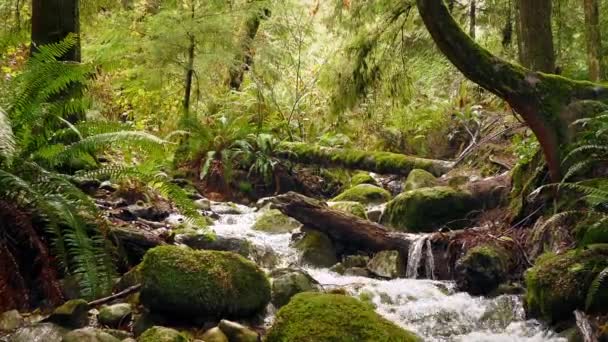 Moving Shot Of River In Summer Forest — Stock Video