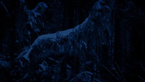 Árvore velha na queda de neve à noite — Vídeo de Stock